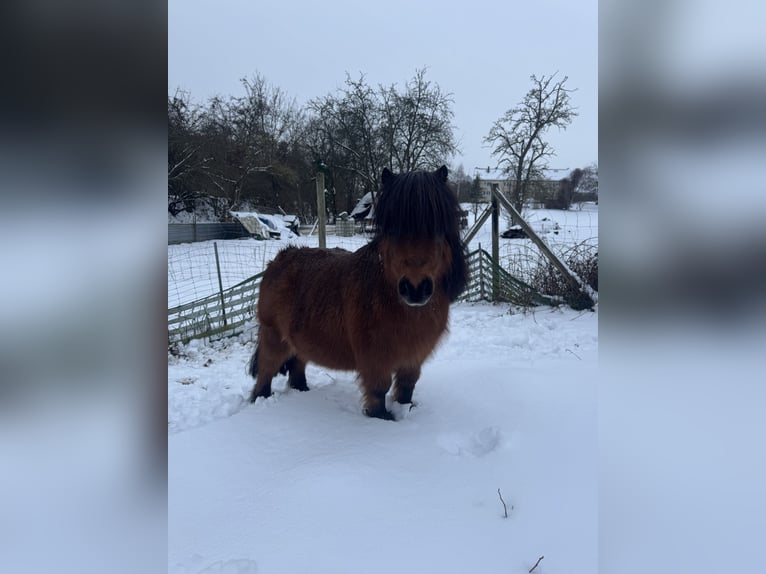 Shetland Ponies Gelding 12 years 7.3 hh Brown in Droyßig