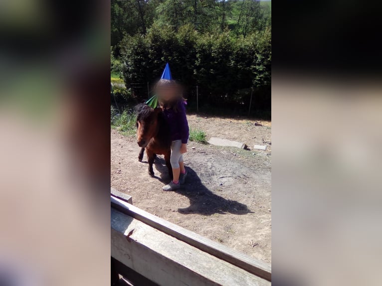 Shetland Ponies Gelding 12 years 7,3 hh Brown in Droyßig