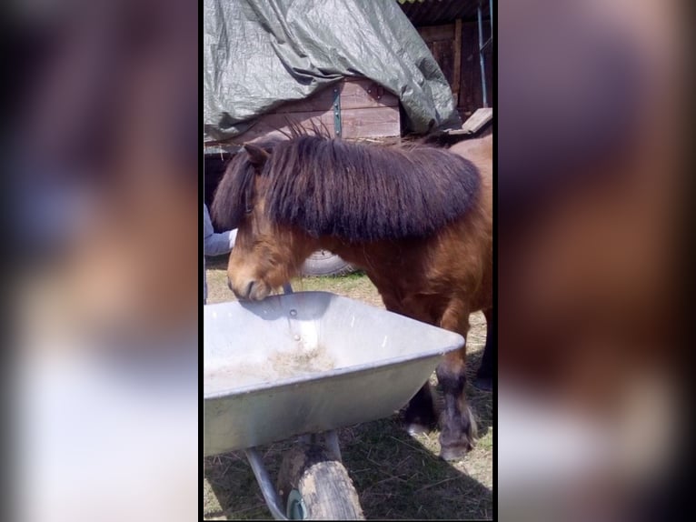 Shetland Ponies Gelding 12 years 7,3 hh Brown in Droyßig