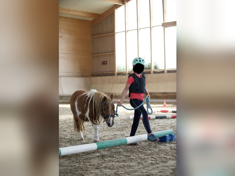 Shetland Ponies Gelding 12 years 8,3 hh Pinto in Heilbronn