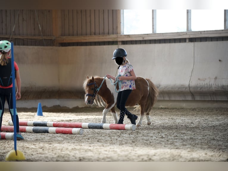 Shetland Ponies Gelding 12 years 8,3 hh Pinto in Heilbronn