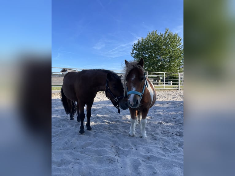 Shetland Ponies Gelding 12 years 8,3 hh Pinto in Heilbronn