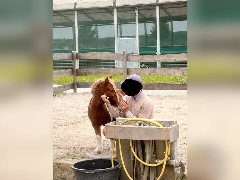 Shetland Ponies Gelding 12 years 8,3 hh Pinto in Heilbronn
