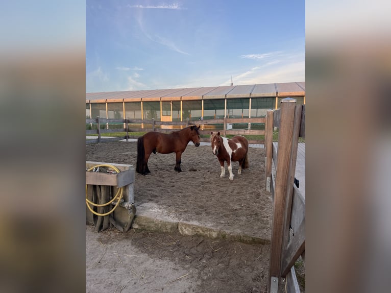 Shetland Ponies Gelding 12 years 8,3 hh Pinto in Heilbronn