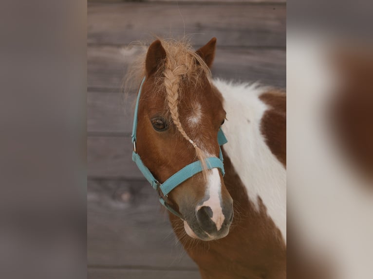 Shetland Ponies Gelding 12 years 8,3 hh Pinto in Heilbronn