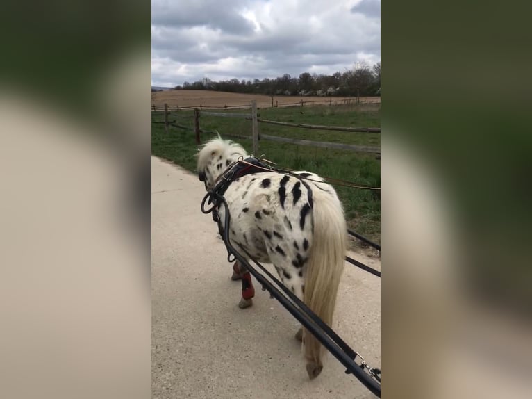 Shetland Ponies Gelding 12 years 9.1 hh Leopard-Piebald in Ober Olm