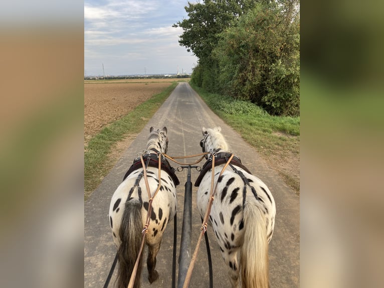 Shetland Ponies Gelding 12 years 9.1 hh Leopard-Piebald in Ober Olm