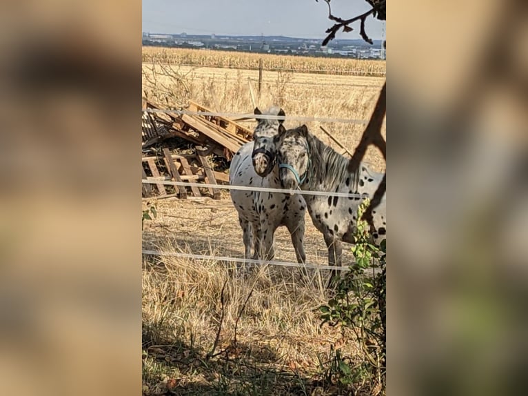 Shetland Ponies Gelding 12 years 9.1 hh Leopard-Piebald in Ober Olm