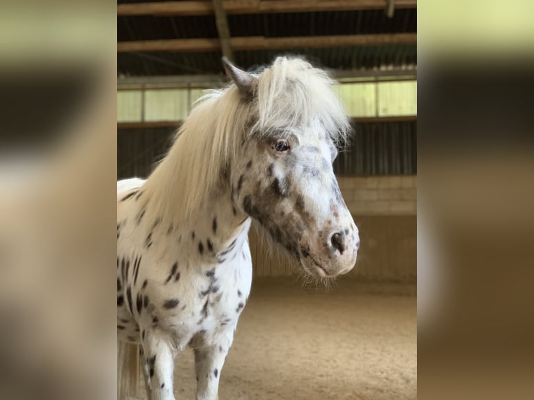 Shetland Ponies Gelding 12 years 9.1 hh Leopard-Piebald in Ober Olm