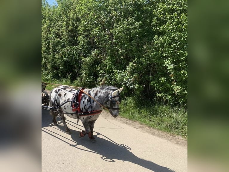 Shetland Ponies Gelding 12 years 9.1 hh Leopard-Piebald in Ober Olm