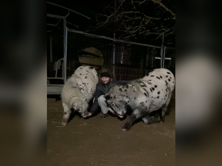 Shetland Ponies Gelding 12 years 9.1 hh Leopard-Piebald in Ober Olm
