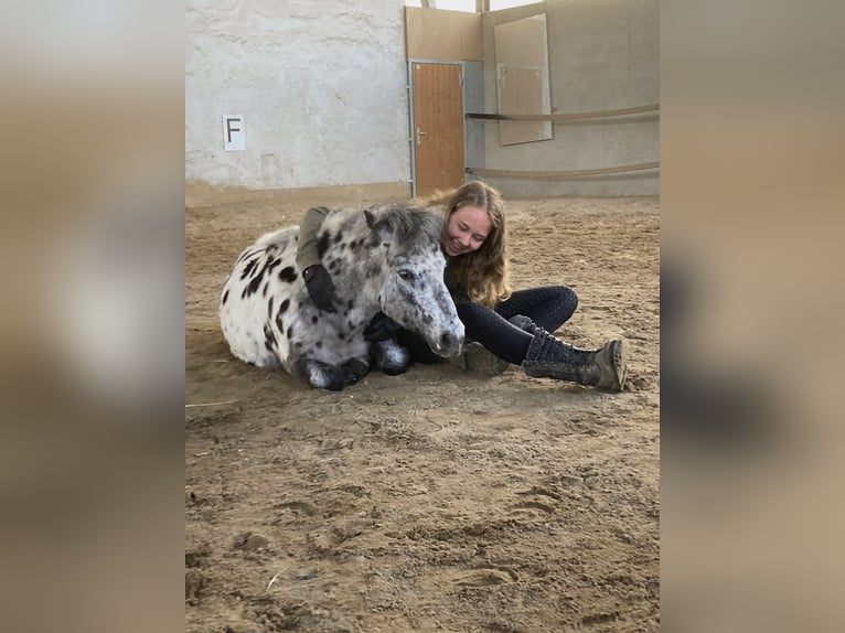 Shetland Ponies Gelding 12 years 9.1 hh Leopard-Piebald in Ober Olm