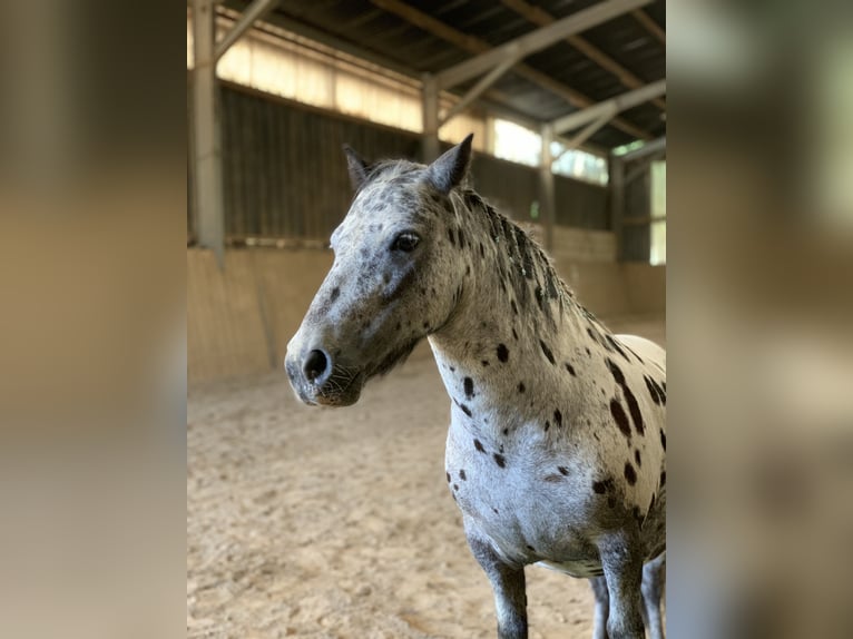 Shetland Ponies Gelding 12 years 9.1 hh Leopard-Piebald in Ober Olm