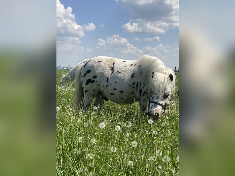 Shetland Ponies Gelding 12 years 9.1 hh Leopard-Piebald in Ober Olm