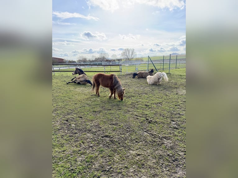 Shetland Ponies Gelding 12 years 9.2 hh Chestnut in Edermünde