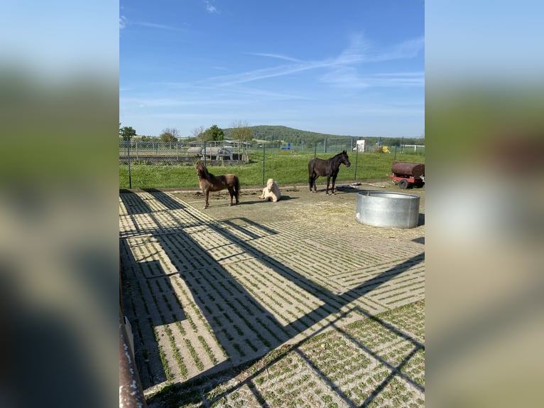 Shetland Ponies Gelding 12 years 9.2 hh Chestnut in Edermünde