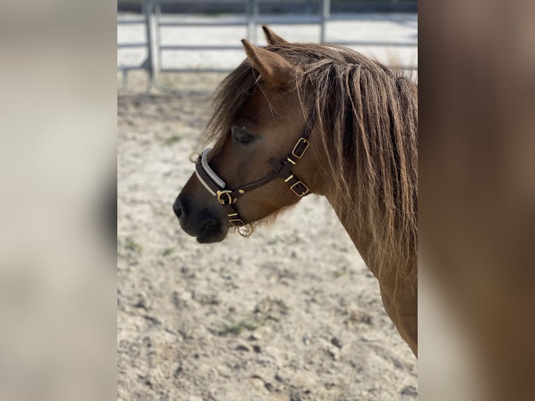 Shetland Ponies Gelding 12 years 9.2 hh Chestnut in Edermünde