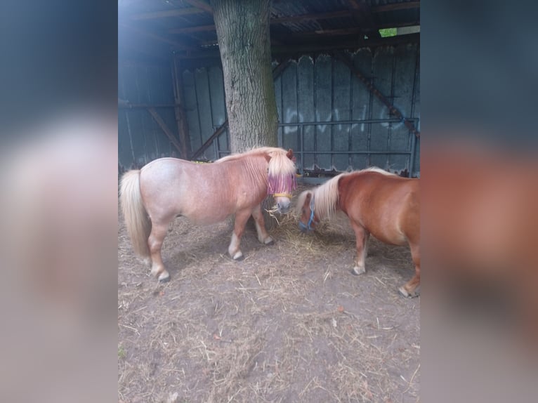 Shetland Ponies Gelding 12 years 9.2 hh Roan-Red in Wittmund