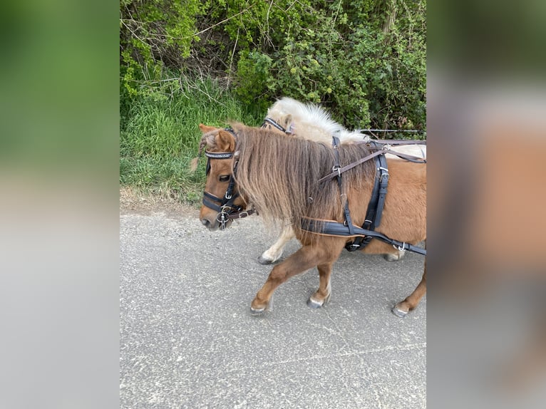 Shetland Ponies Gelding 12 years 9,2 hh Chestnut in Edermünde
