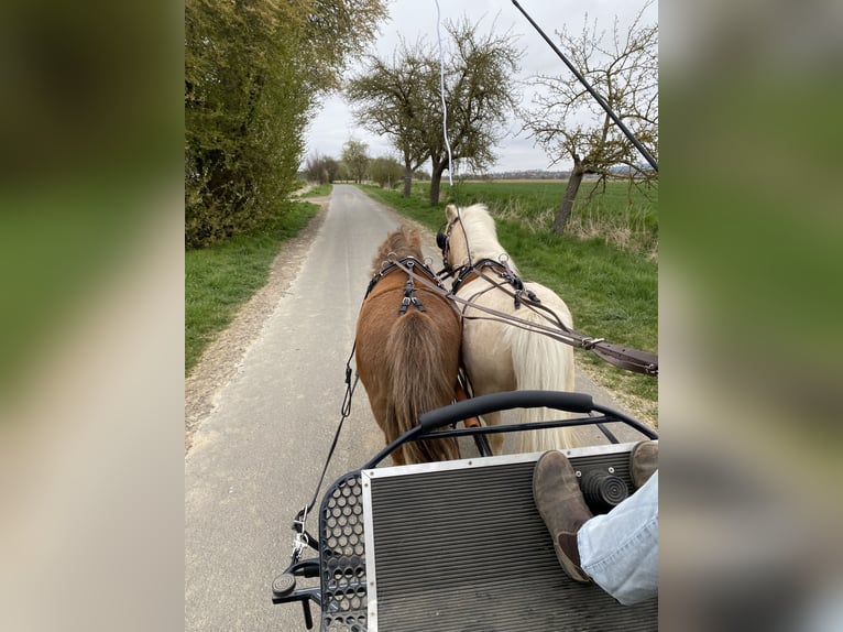 Shetland Ponies Gelding 12 years 9,2 hh Chestnut in Edermünde