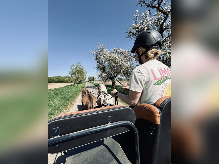 Shetland Ponies Gelding 12 years 9,2 hh Chestnut in Edermünde