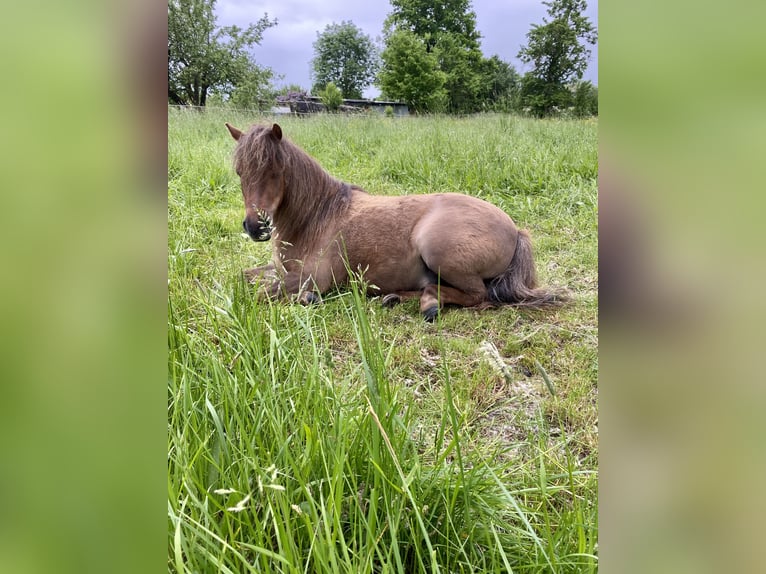 Shetland Ponies Gelding 12 years 9,2 hh Chestnut in Edermünde
