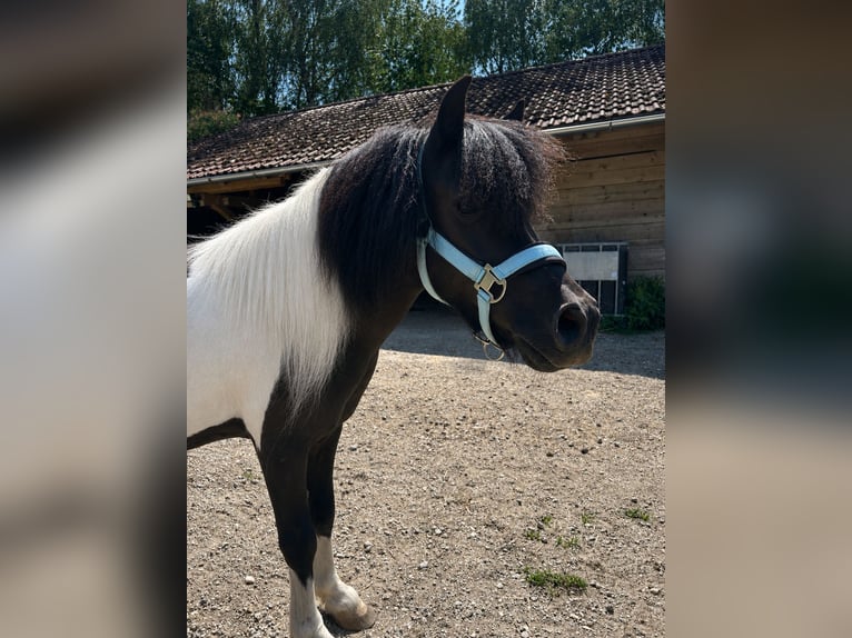 Shetland Ponies Mix Gelding 13 years 10.1 hh Pinto in Wolfersdorf
