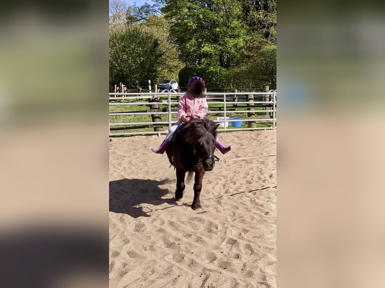 Shetland Ponies Gelding 13 years 10,2 hh Black in Hamburg Duvenstedt