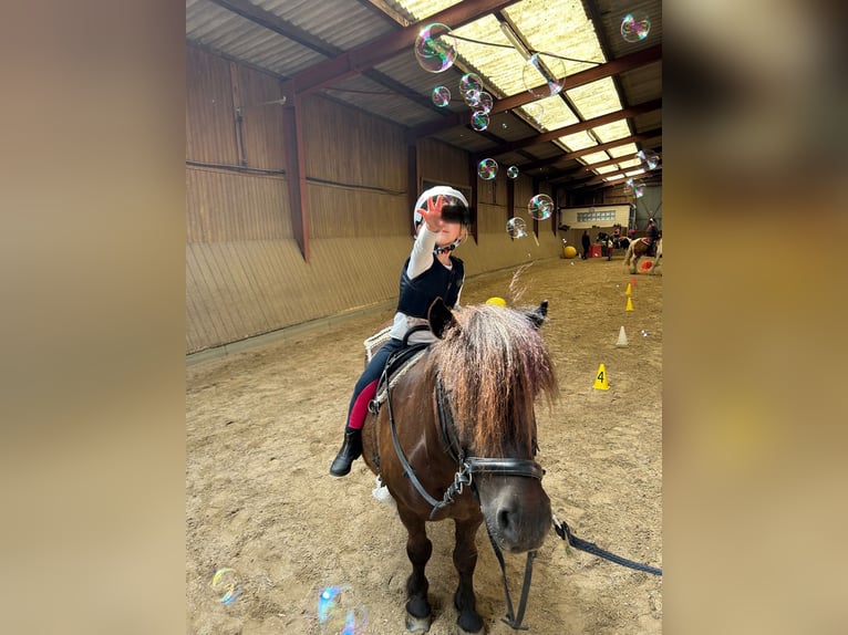 Shetland Ponies Gelding 13 years 10,2 hh Black in Hamburg Duvenstedt