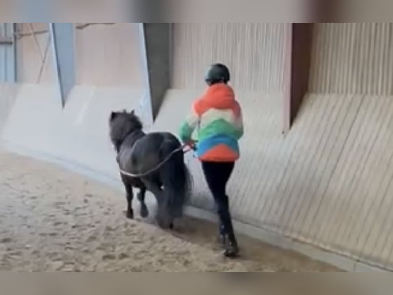 Shetland Ponies Gelding 13 years 10,2 hh Black in Hamburg Duvenstedt