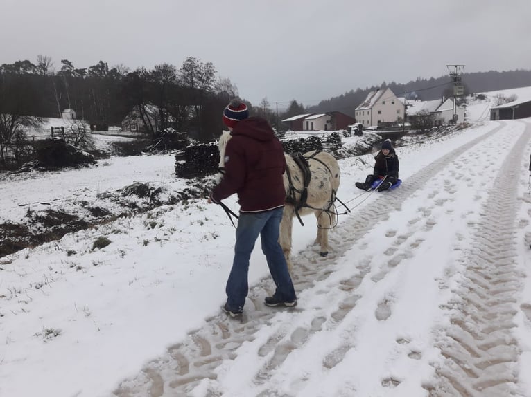 Shetland Ponies Gelding 13 years 10,2 hh Leopard-Piebald in Daiting