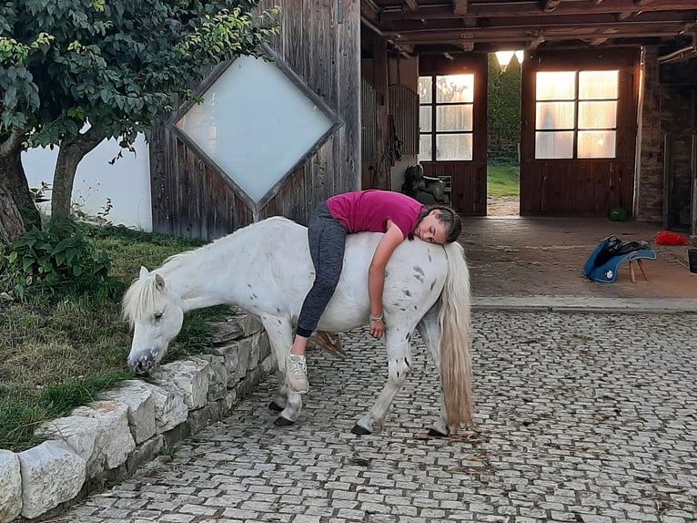 Shetland Ponies Gelding 13 years 10,2 hh Leopard-Piebald in Daiting