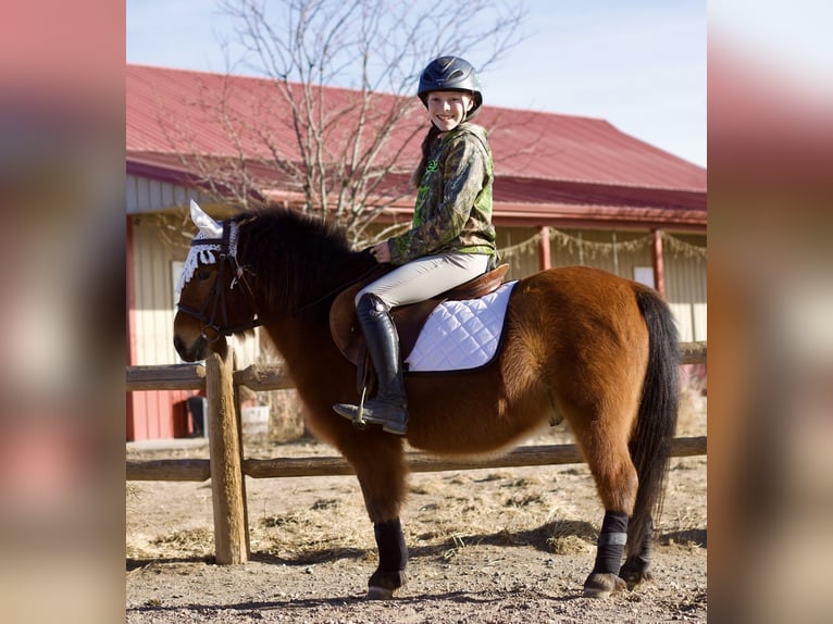 Shetland Ponies Mix Gelding 13 years 10.3 hh Bay in Fort Collins