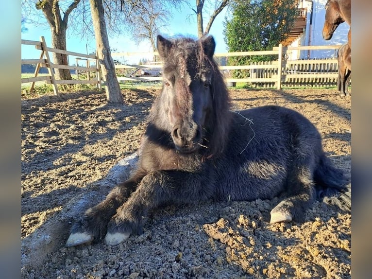 Shetland Ponies Gelding 13 years 10 hh Black in Kröning