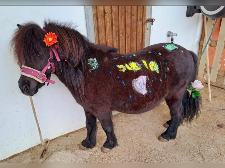 Shetland Ponies Gelding 13 years 10 hh Black in Kröning