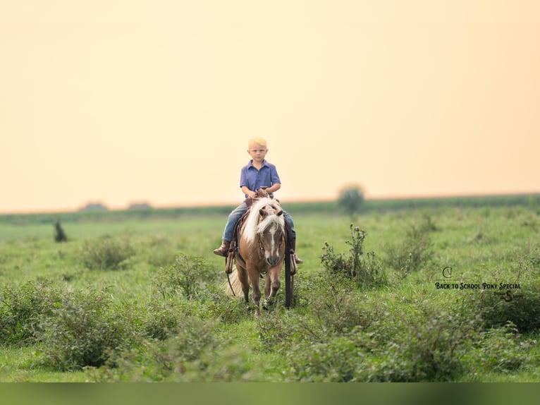 Shetland Ponies Gelding 13 years 10 hh Palomino in Clover
