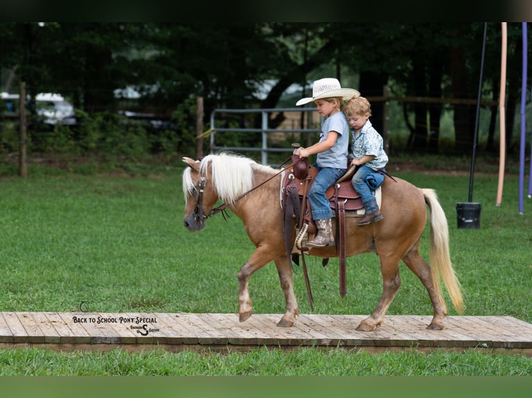 Shetland Ponies Gelding 13 years 10 hh Palomino in Clover