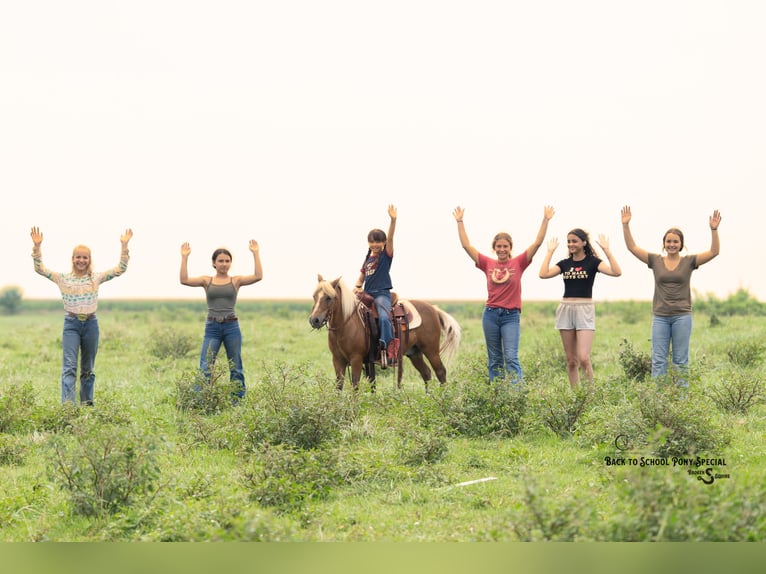 Shetland Ponies Gelding 13 years 10 hh Palomino in Clover