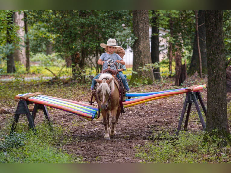 Shetland Ponies Gelding 13 years 10 hh Palomino in Clover
