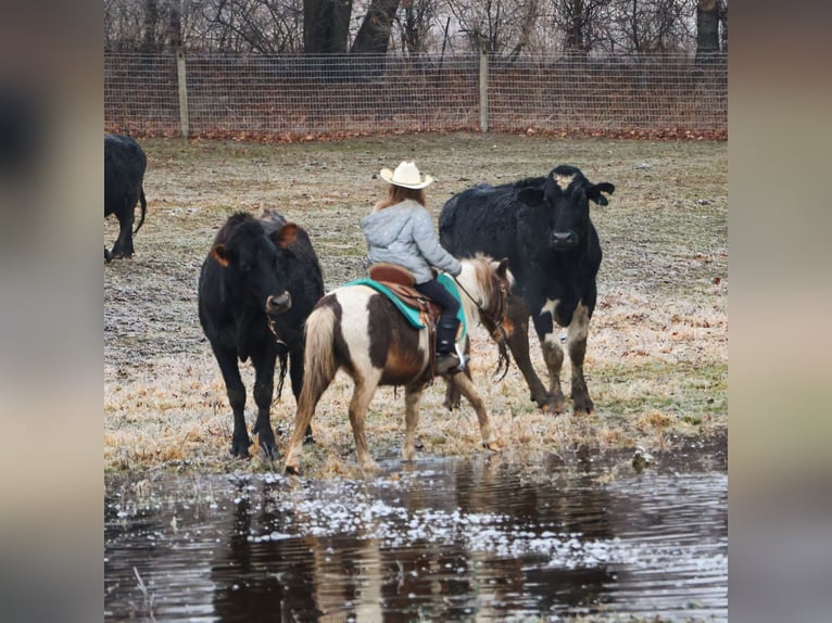 Shetland Ponies Gelding 13 years 10 hh Pinto in Howell