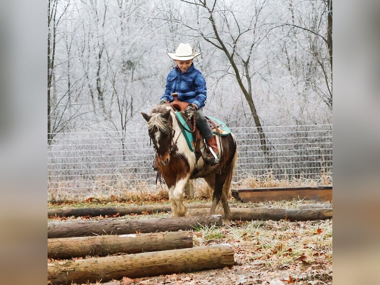 Shetland Ponies Gelding 13 years 10 hh Pinto in Howell