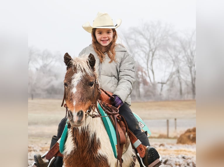 Shetland Ponies Gelding 13 years 10 hh Pinto in Howell