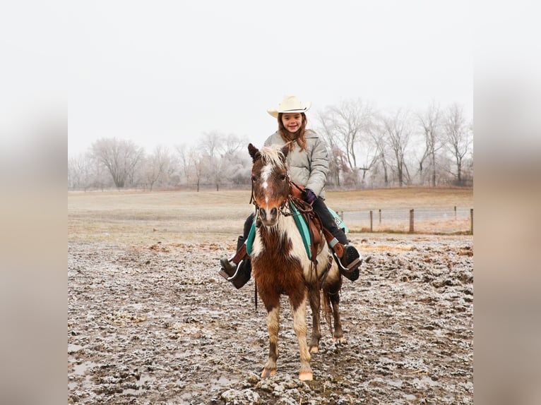 Shetland Ponies Gelding 13 years 10 hh Pinto in Howell