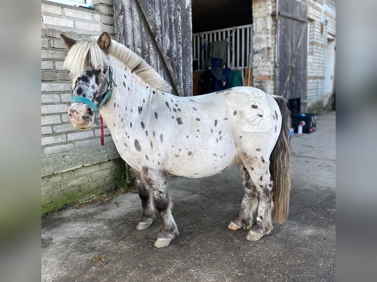 Shetland Ponies Gelding 13 years 10,2 hh Leopard-Piebald in Garby