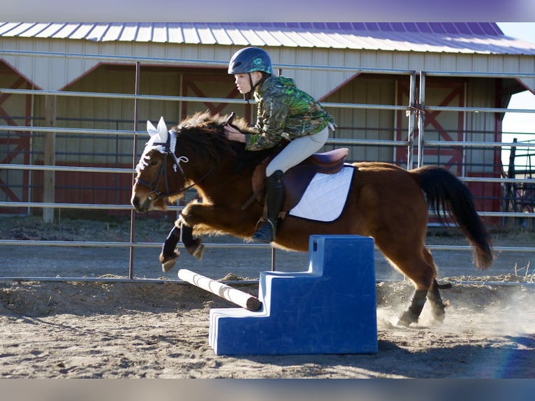 Shetland Ponies Mix Gelding 13 years 10,3 hh Bay in Fort Collins