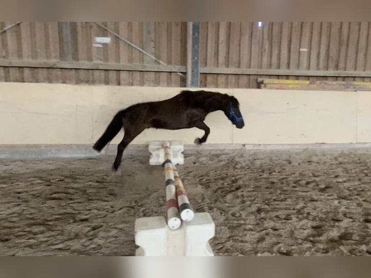 Shetland Ponies Gelding 13 years 11 hh Black in W&#xFC;rzburg