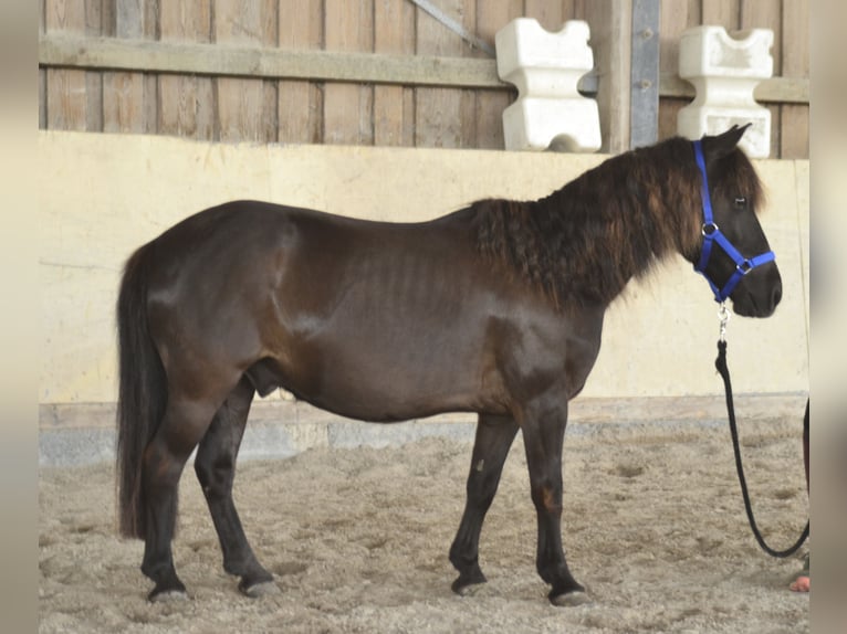 Shetland Ponies Gelding 13 years 11 hh Black in W&#xFC;rzburg