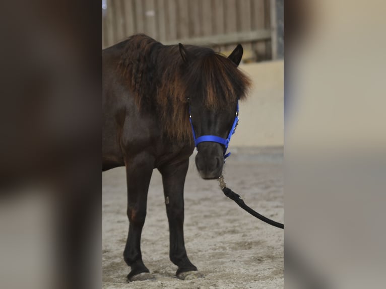 Shetland Ponies Gelding 13 years 11 hh Black in W&#xFC;rzburg