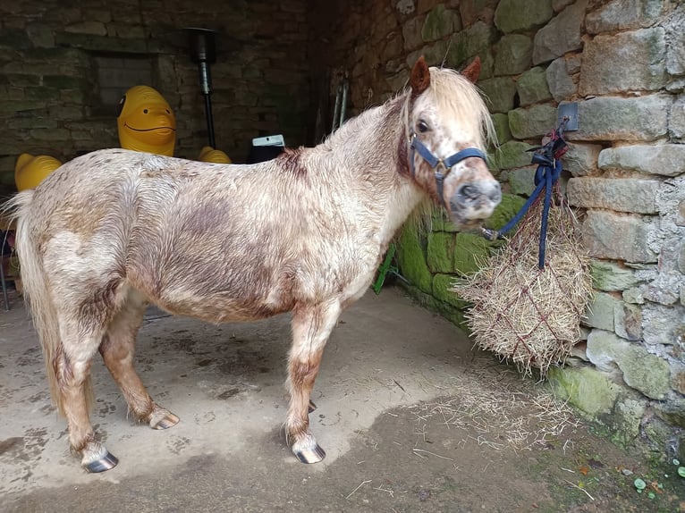 Shetland Ponies Gelding 13 years 11 hh Chestnut-Red in Rosporden