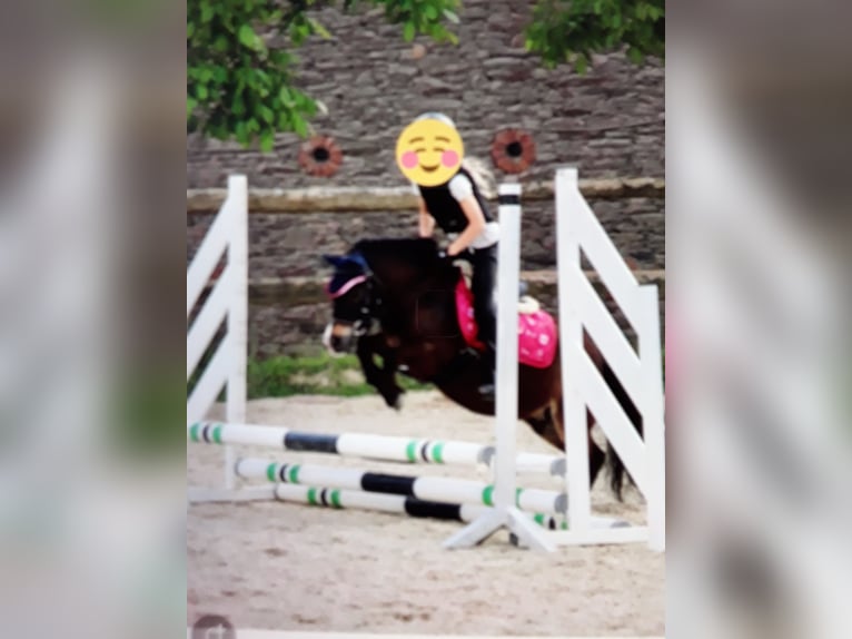 Shetland Ponies Gelding 13 years 9.2 hh Bay-Dark in Babenhausen